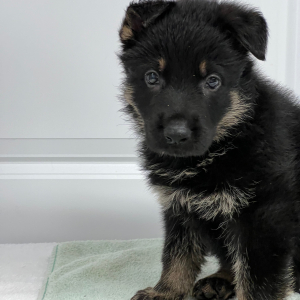 German Shepherd Dog Puppy Prince