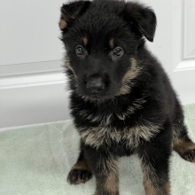 German Shepherd Dog Puppy Prince