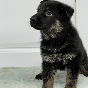 German Shepherd Dog Puppy Prince