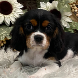 Cavalier King Charles Spaniel Puppy Twilight
