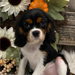 Cavalier King Charles Spaniel Puppy Twilight