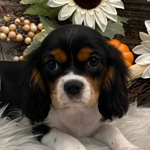 Cavalier King Charles Spaniel Puppy Twilight