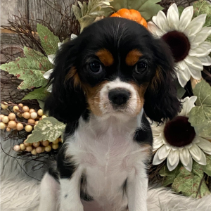 Cavalier King Charles Spaniel Puppy Twilight