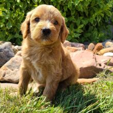 Goldendoodle Puppy Mambo