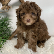 Poodle Puppy Saidie