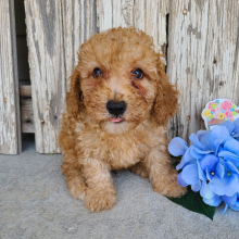 Poodle Puppy Carter