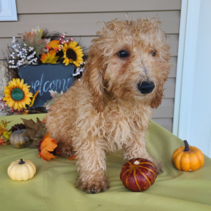 Poodle Puppy Carter
