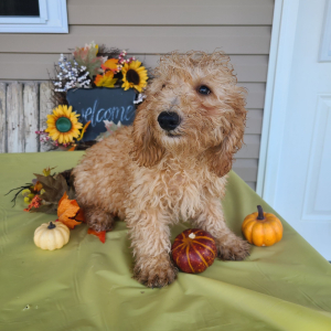 Poodle Puppy Carter