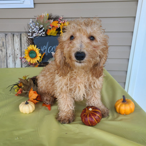 Poodle Puppy Carter