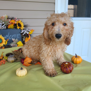 Poodle Puppy Carter