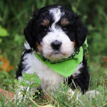 Bernedoodle Puppy Chester