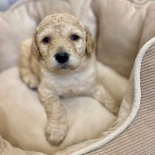 Poodle Puppy Cuba