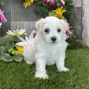 Maltipoo Puppy Miss Racer