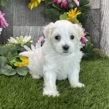 Maltipoo Puppy Racer