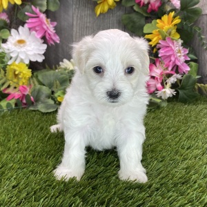 Maltipoo Puppy Miss Racer