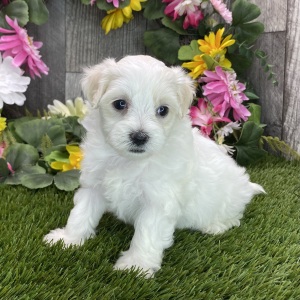 Maltipoo Puppy Miss Racer