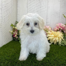 Maltipoo Puppy Miss Racer