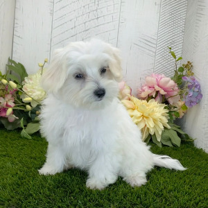 Maltipoo Puppy Miss Racer