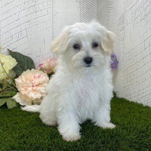Maltipoo Puppy Miss Racer