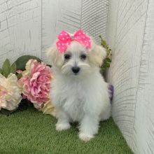 Maltipoo Puppy Miss Racer