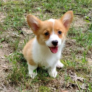Pembroke Welsh Corgi Puppy Gina