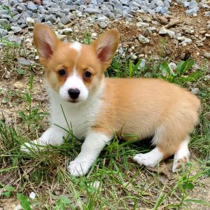 Pembroke Welsh Corgi Puppy Gina