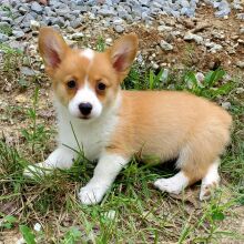 Pembroke Welsh Corgi Puppy Gina