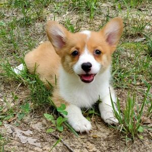 Pembroke Welsh Corgi Puppy Gina