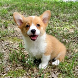 Pembroke Welsh Corgi Puppy Gina