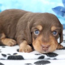Dachshund Puppy Zeus