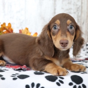 Dachshund Puppy Zeus