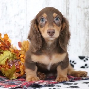 Dachshund Puppy Zeus