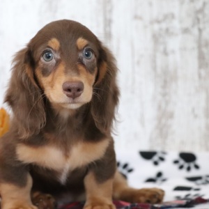 Dachshund Puppy Zeus