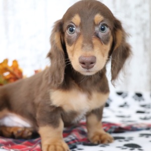 Dachshund Puppy Zeus
