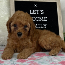 Cavapoo Puppy Sloane