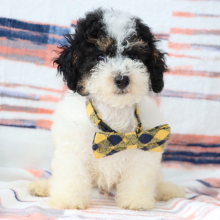 Poodle Puppy Flash