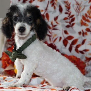 Poodle Puppy Flash