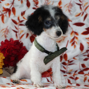 Poodle Puppy Flash
