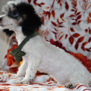 Poodle Puppy Flash