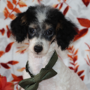 Poodle Puppy Flash