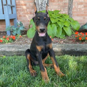 Doberman Pinscher Puppy Dax
