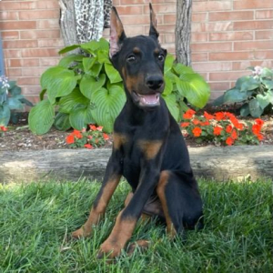 Doberman Pinscher Puppy Dax