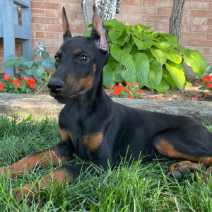 Doberman Pinscher Puppy Dax