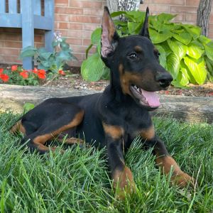 Doberman Pinscher Puppy Dax