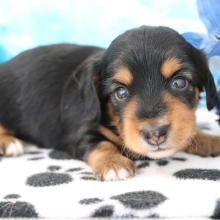 Dachshund Puppy Skippy