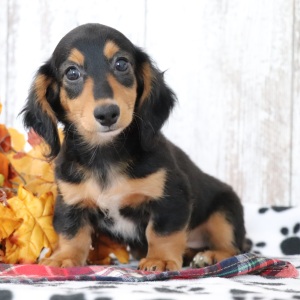 Dachshund Puppy Skippy