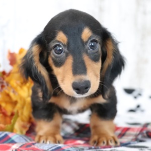 Dachshund Puppy Skippy