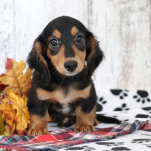 Dachshund Puppy Skippy