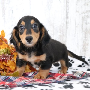 Dachshund Puppy Skippy
