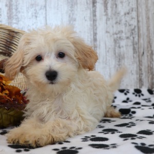 Maltipoo Puppy Rusty